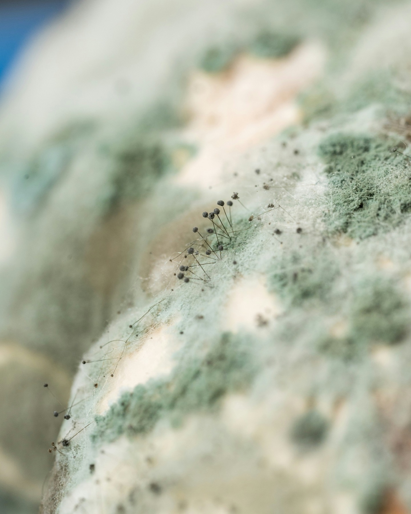 Close-up of mold growth on a damp surface